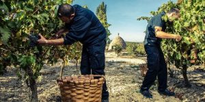 Bodegas Beronia